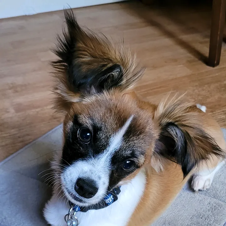 🇨🇦 -⭐Star&ESA-Luna 🐾