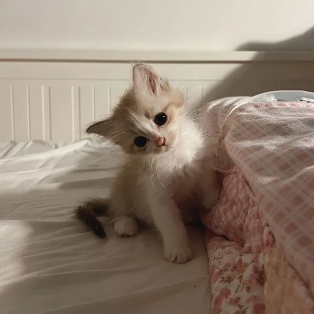 mimi ˚୨୧⋆｡˚ ⋆