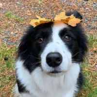 Boo's surgery fund in bio!