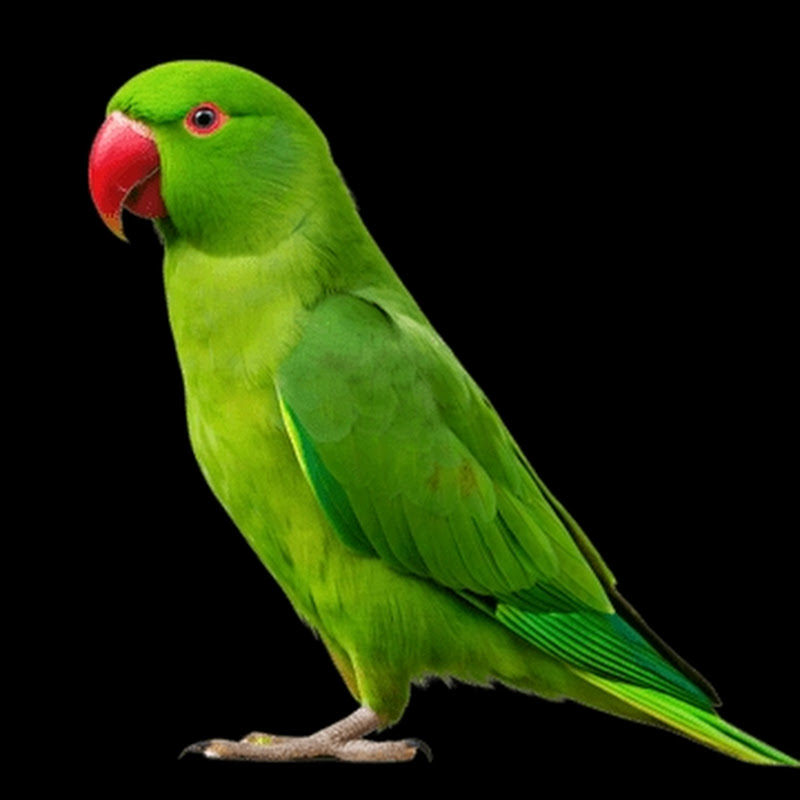 Parrot tudu 