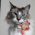 Felipa La Gata | Cat Life