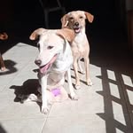 Rosa María Garrido González