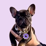 ubefrenchie