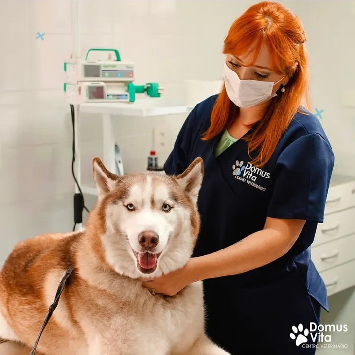 Domus Vita Centro Veterinário