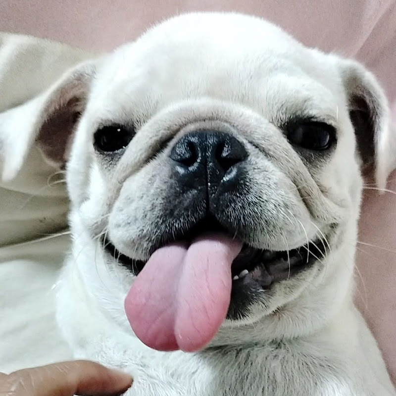 Lara The White Pug