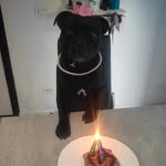 🅰🅽🅽🅰 ♀️🖤🐾