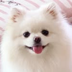 포메라니안 달님 🌙