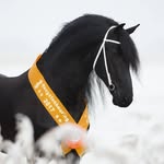 Friesian Horse Center