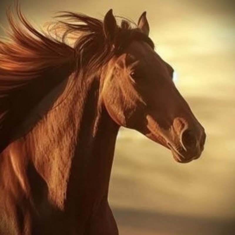 Horses Life