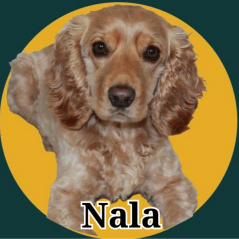 Nala the Cocker Spaniel