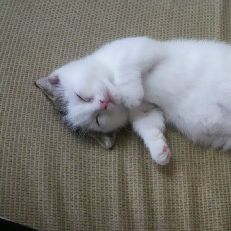 かいちゃん猫ワールド