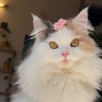 Life of Mittu  🤍 🌟 🧿