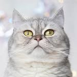 Mistique the cat