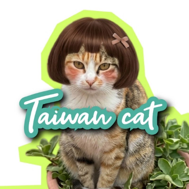taiwan-cat 