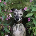 ♡ Hubble the Whippet ♡
