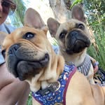 Harvey and Zen
