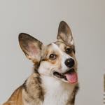 Korgo the Corgi