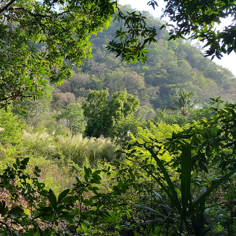 Plants and animals