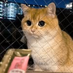 肉太郎🥬🍖🥬🐈🐈‍⬛moipi's room