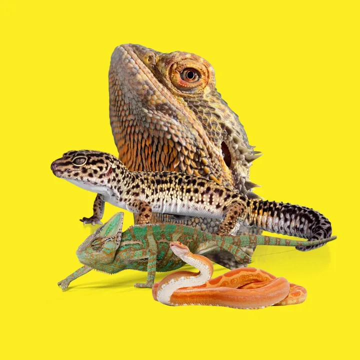Reptile Point