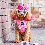 🎀 𝐃 𝐀 𝐈 𝐒 𝐘 🎀