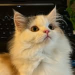 Life of Mittu  🤍 🌟 🧿