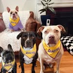 Cooper, Jaxson, Levi, and Dexter
