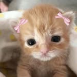 Paws up|cat content