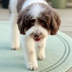 Ms. Mui Mui | The cutest dog ever