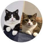 Toby Cat