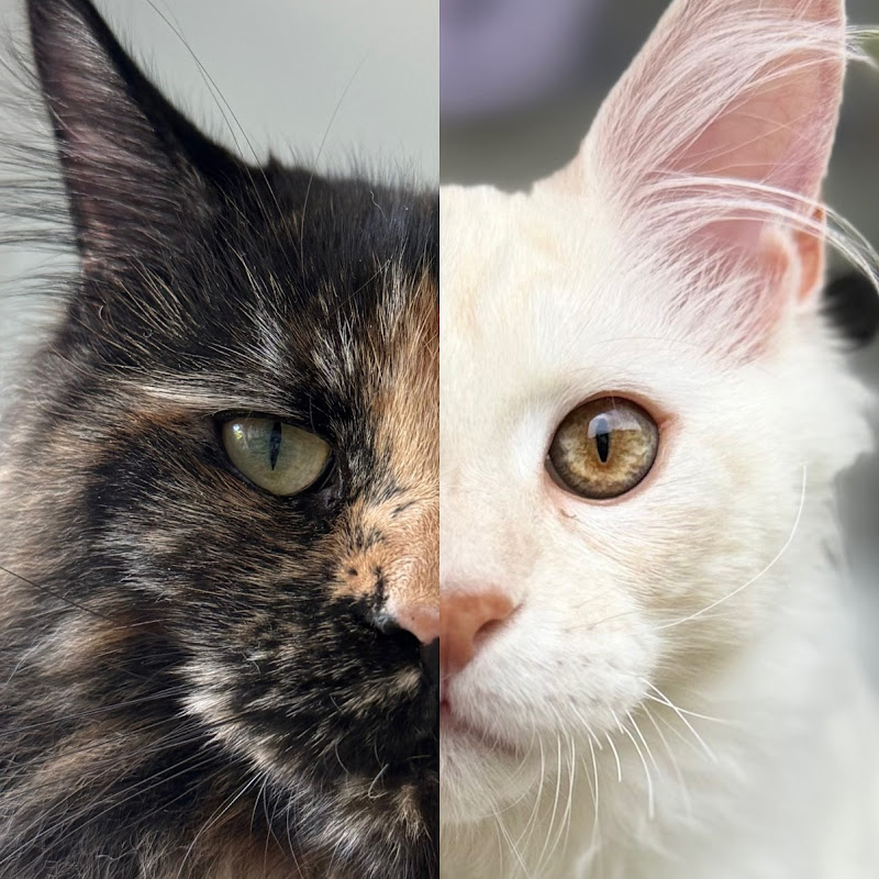 Aïko & Phœnix _In Meowland 