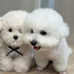 咪乓小寶Bear ｜比熊