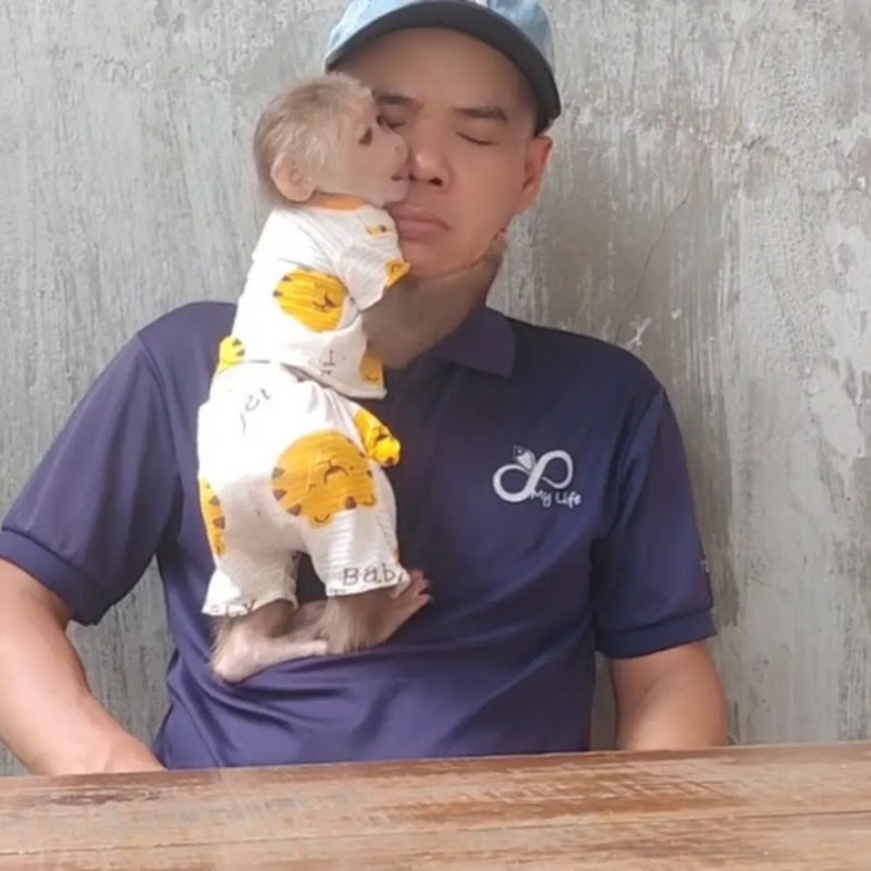 Monkey Cubin