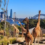 Min Australia 🇦🇺 من أستراليا