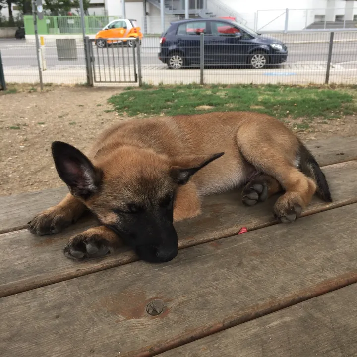 Mastering Malinois