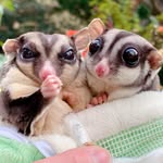 SugarGlider BB & BNUI