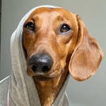 Dachshund_sirhenry 🤎