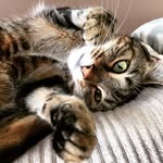 For The Love Of Cats Rescue