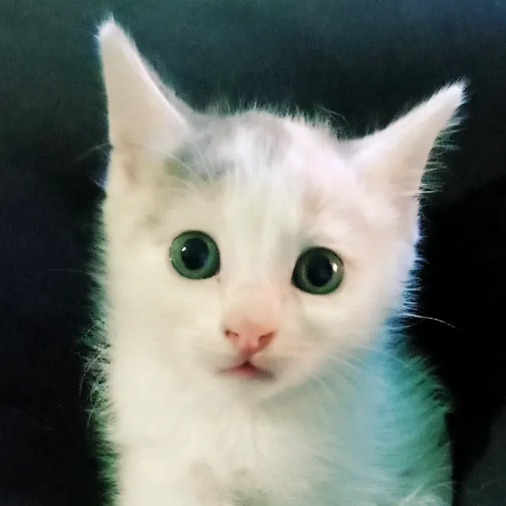 Ayustuti Budi Esti