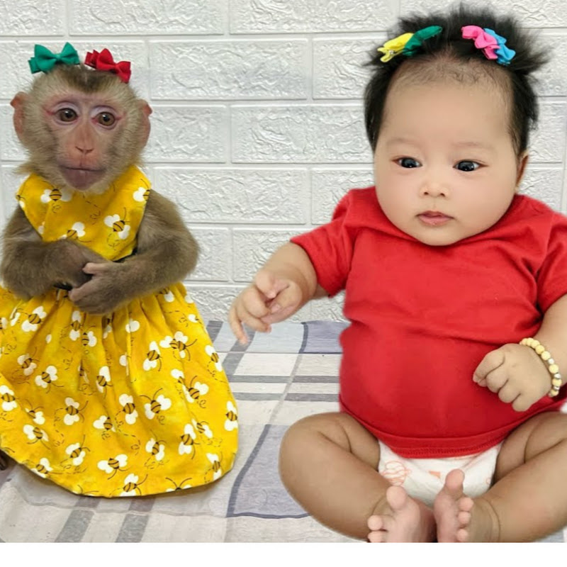 family monkey Diana