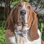 𝓖𝓾𝓲𝓭𝓸 𝓑𝓪𝓼𝓼𝓮𝓽 𝓗𝓸𝓾𝓷𝓭  🐶🐾🇮🇹