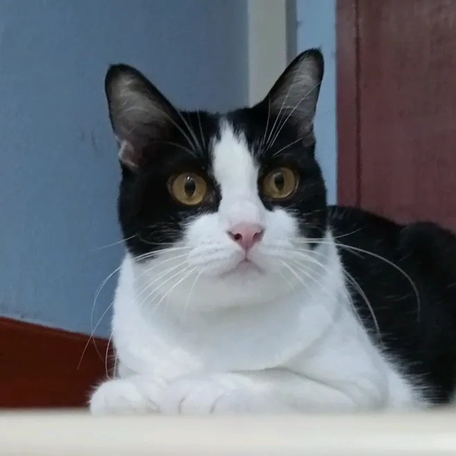 ทาโกะ 😺😻❤️