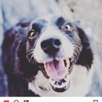 Love pets