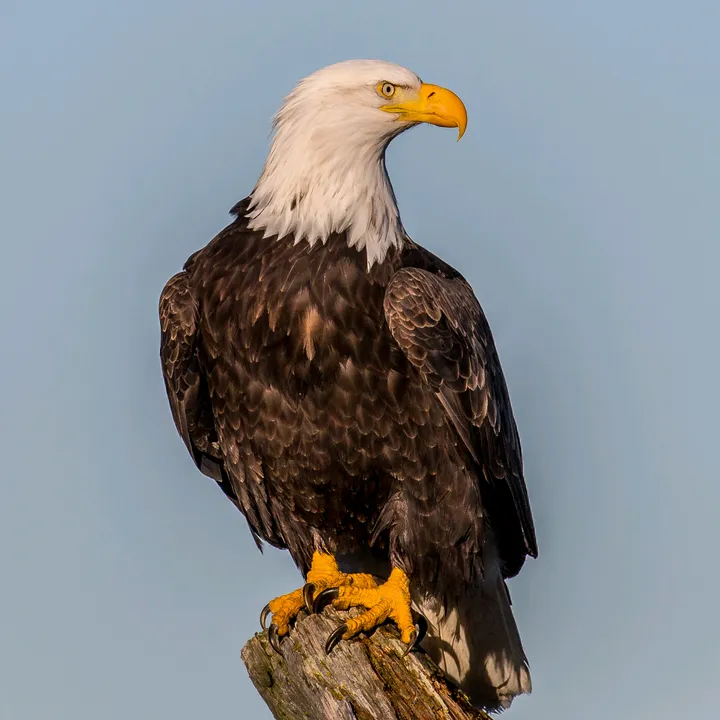 Hulzlseagle