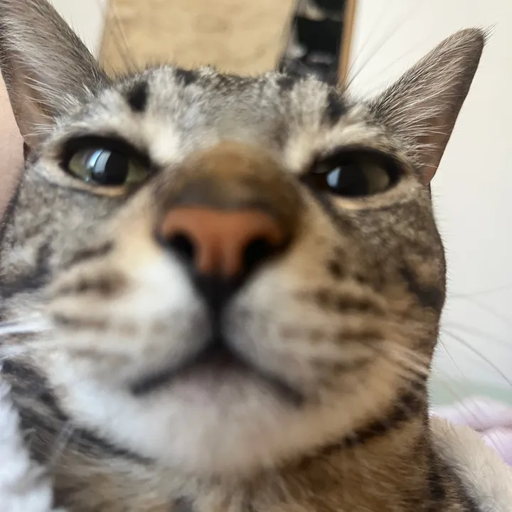 misuua