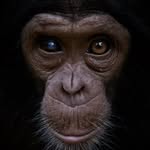 Lwiro Primates Rehabilitation Center