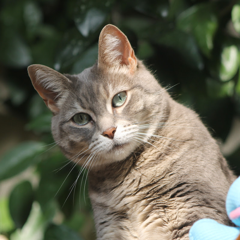 加拿大老貓的花樣年華 LaoMao Spectacularlife