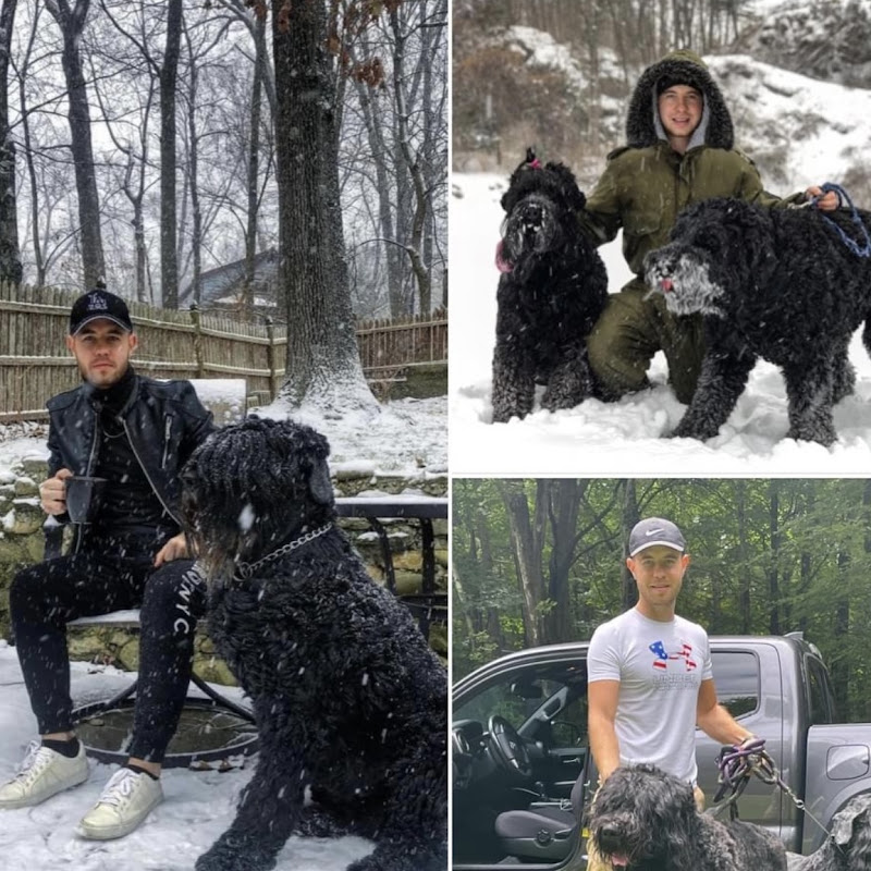 Dog Training And Care