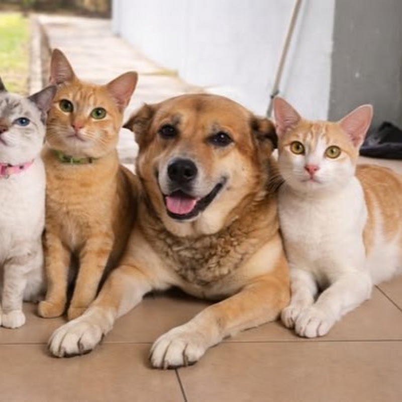 Miauwow