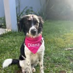 DIANA🎀